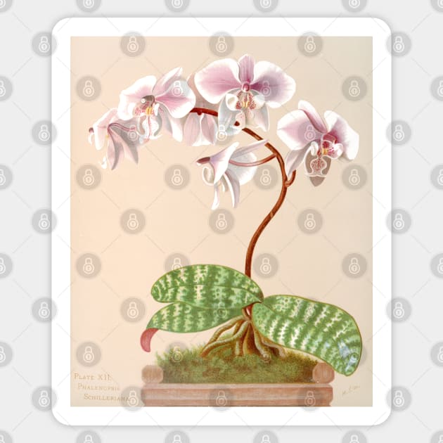 Phalaenopsis schilleriana - botanical illustration Sticker by chimakingthings